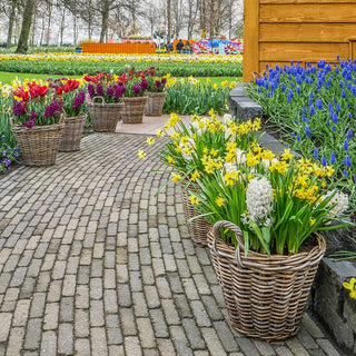 Container Gardening