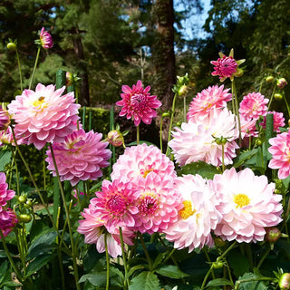 Dahlias