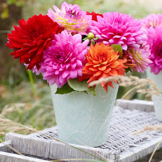 Dahlias