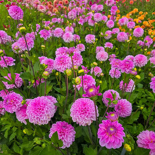 Dahlias