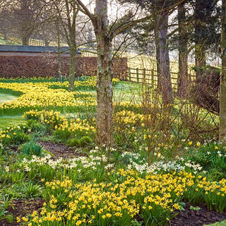 Deer Resistant Flowers