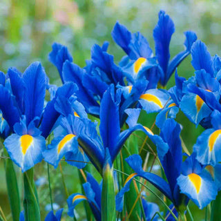 Dutch Iris Bulbs
