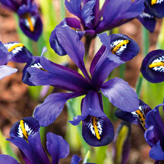 Dwarf Iris Bulbs