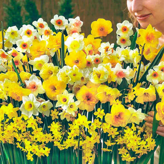 Fragrant Daffodils