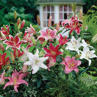 Fragrant Flowers