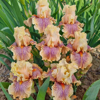 German Bearded Iris Rhizomes