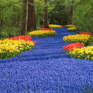 Naturalizing Bulbs