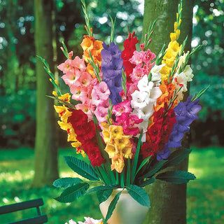 Gladioli