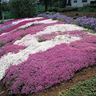 Ground Cover