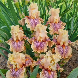 Iris