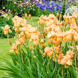 Iris