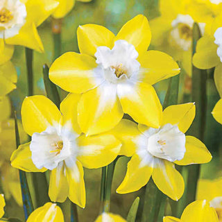 Jonquilla Daffodils