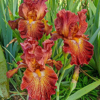 Jumbo Iris