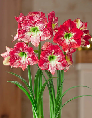 Amaryllis