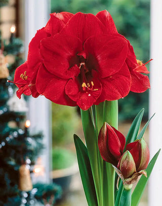 Amaryllis