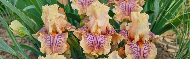 Bearded Iris