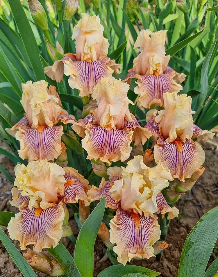 Bearded Iris