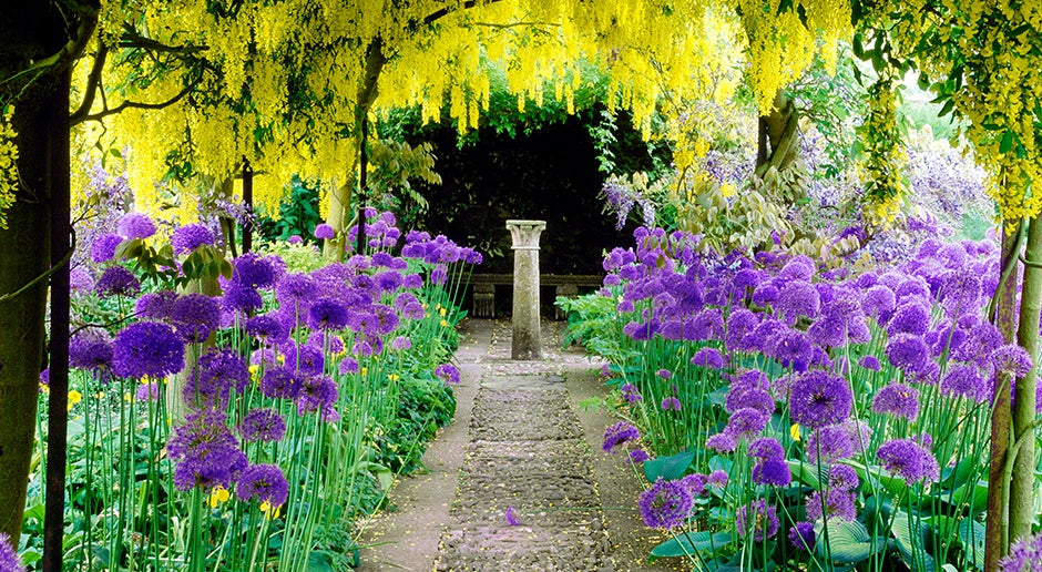  Alliums