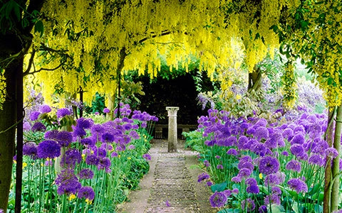  Alliums