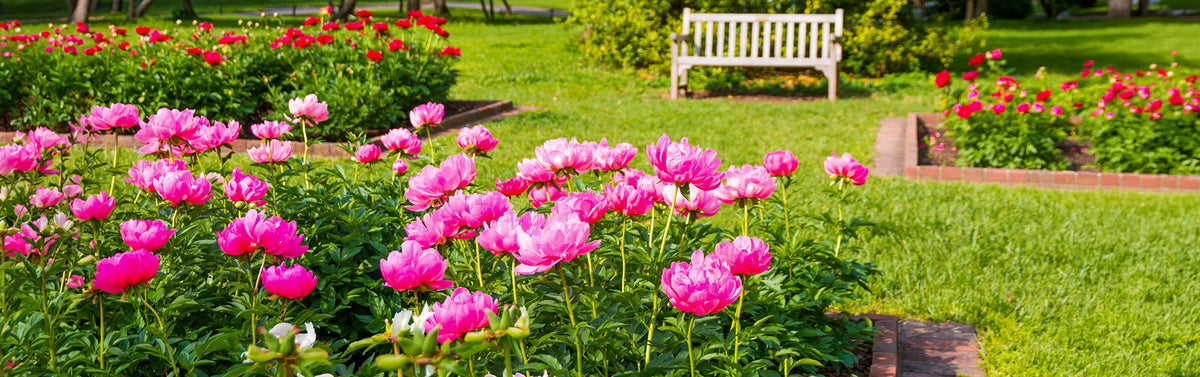 Peonies