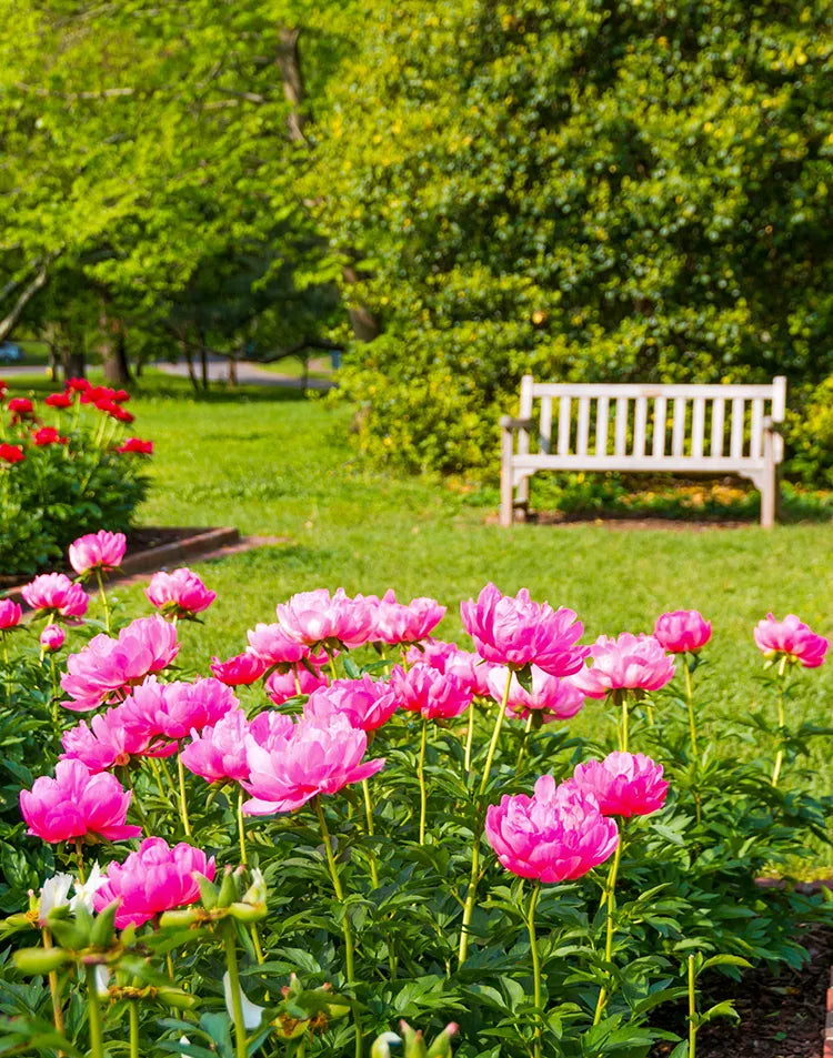 Peonies
