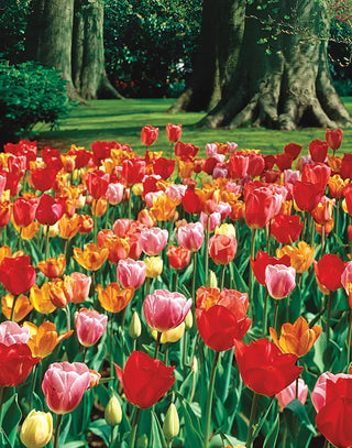 Tulips