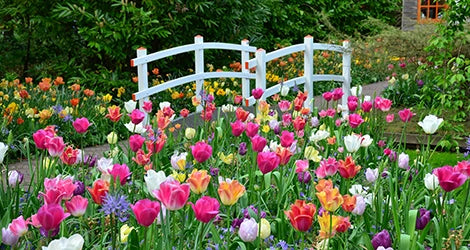  Tulips