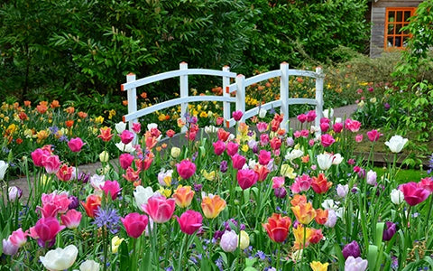  Tulips