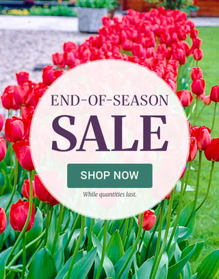 End-of-Season Sale