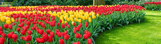 Wholesale Landscaping Bulbs & Perennials
