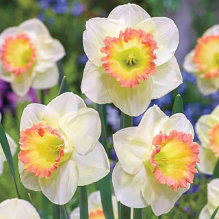 Large Cupped Daffodils