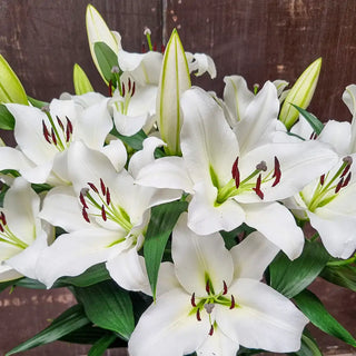 Lilies