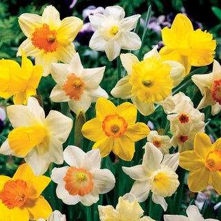 Mixed Daffodils