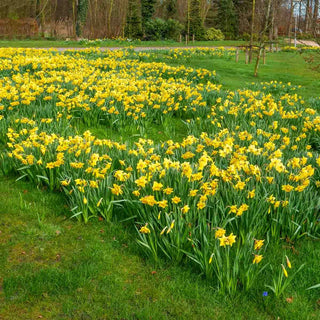 Naturalizing Daffodils