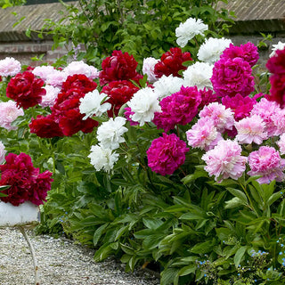 Peonies