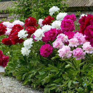 Peonies