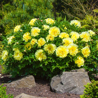 Peonies