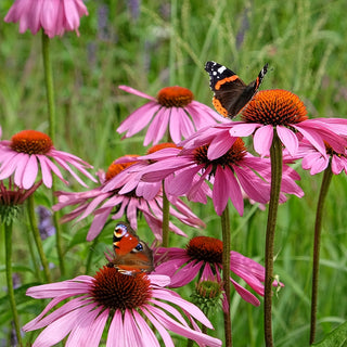 Pollinator Flowers