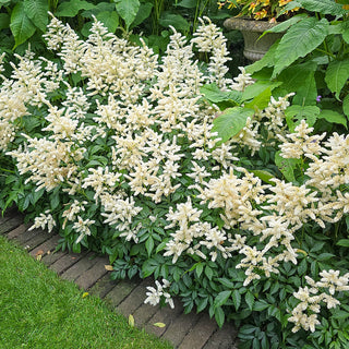 Rain Garden Plants