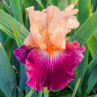 Reblooming Iris