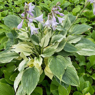 Shade Perennials