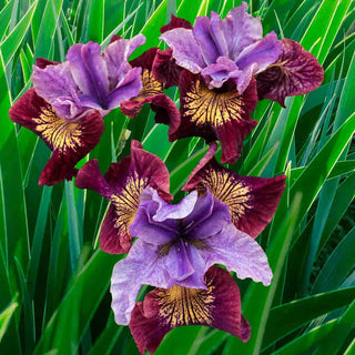 Siberian Iris
