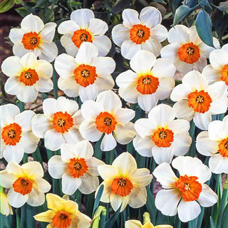 Small Cupped Daffodils