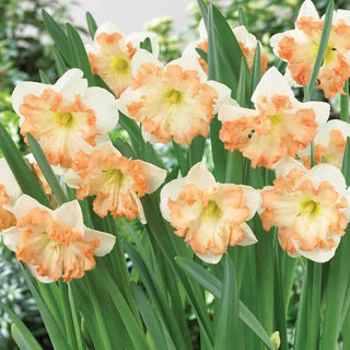 Split Cup Daffodils