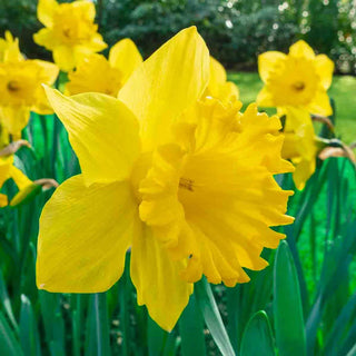 Trumpet Daffodils
