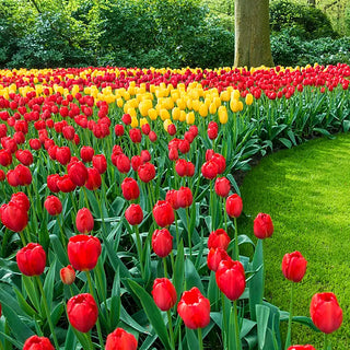 Tulips