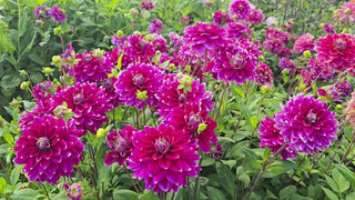 Maldini Decorative Dahlia