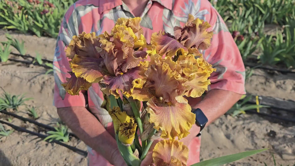 German Iris Candied Ginger