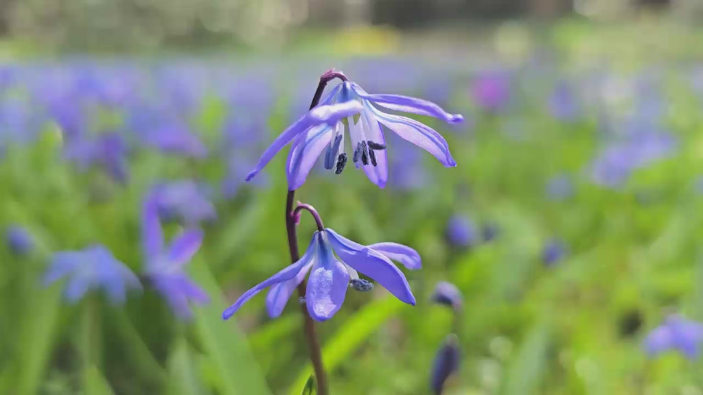 Scilla siberica (Siberian Squill)