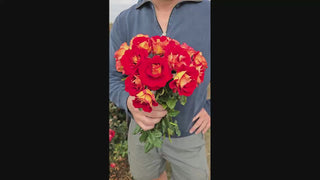 Ketchup Mustard Floribunda Rose16:9